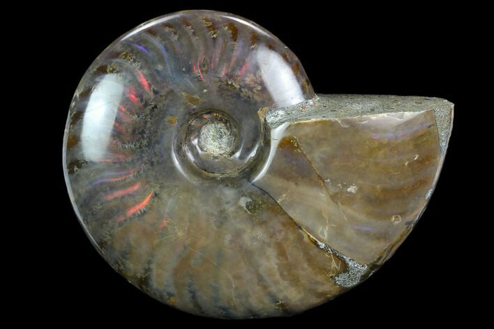 Flashy Red Iridescent Ammonite - Wide #127926